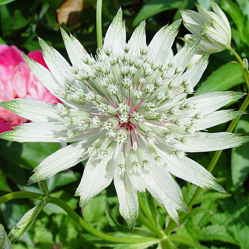 Астранция крупная Альба