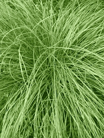 Осока власовидная Frosted Curls