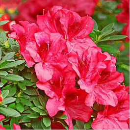 Азалия японская Викс Скарлет