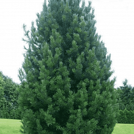 Сосна кедровая