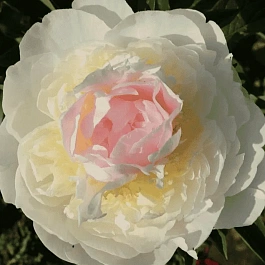 Пион Молочноцветковый Blush Queen