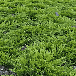 Можжевельник казацкий  Arcadia