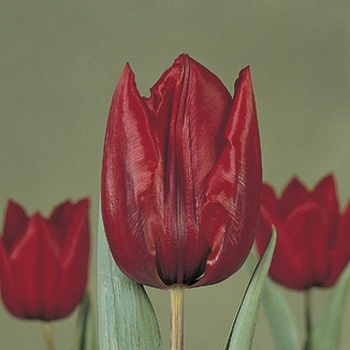 Тюльпан Триумф Дешима