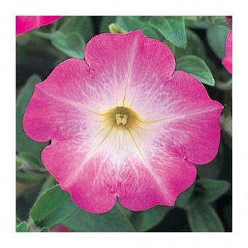 Петуния ампельная Опера Пинк Морн