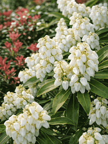 Пиерис японский Sarabande