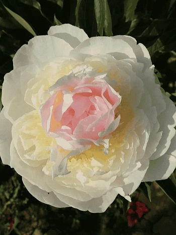 Пион Молочноцветковый Blush Queen