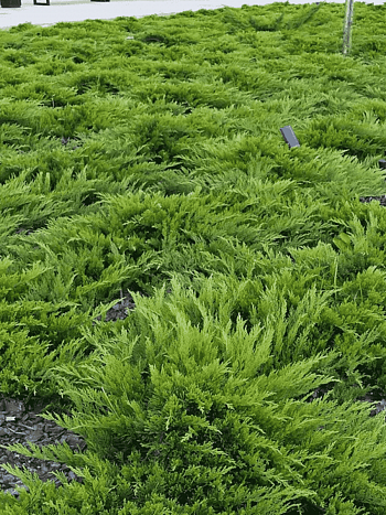 Можжевельник казацкий  Arcadia