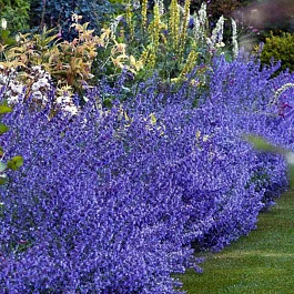 Котовник Фассена Лайт Блу