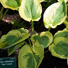 Хоста Time Tunnel