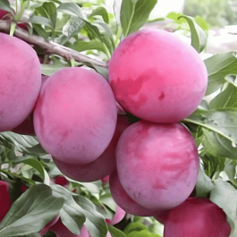 Алыча гибридная Клеопатра
