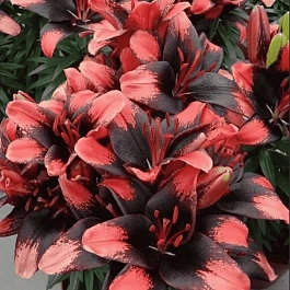 Лилия Tiny Shadow