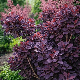 Скумпия кожевенная Lilla