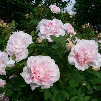 Роза канадская парковая Мартин Фробишер