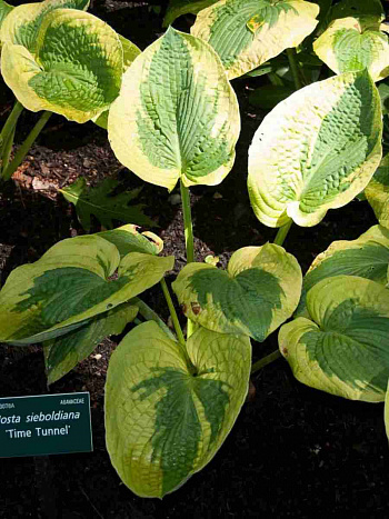 Хоста Time Tunnel