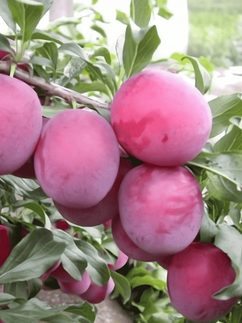 Алыча гибридная Клеопатра