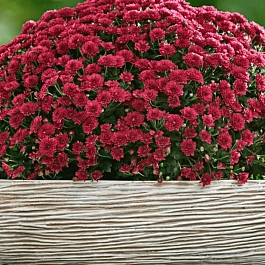 Хризантема  Skyfall red