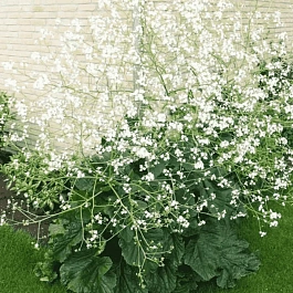 Катран сердцелистный