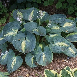 Хоста гибридная Дрим Квин