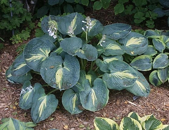 Хоста гибридная Дрим Квин