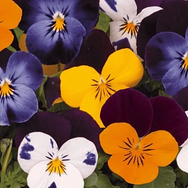 Виола рогатая Sorbet XP Jump Up Mix