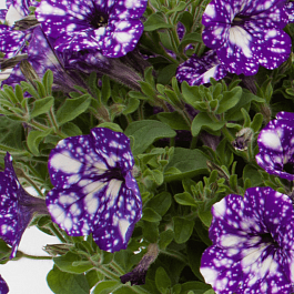 Петуния NightSky  (Кашпо)