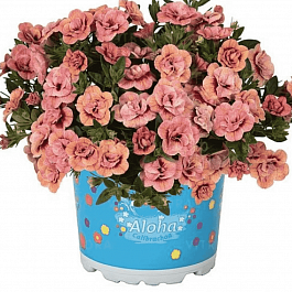 Калибрахоа Aloha Double Apricot