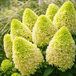 Гортензия метельчатая Little Lime