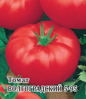 Томат Волгоградский 5/95 розовый