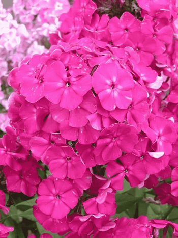 Флокс метельчатый Виктория