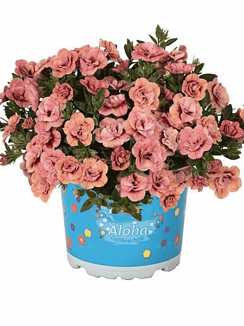 Калибрахоа Aloha Double Apricot