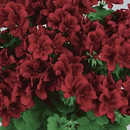 Пеларгония Toscana Florella Velvet
