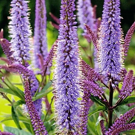 Вероникаструм виргинский Cupid