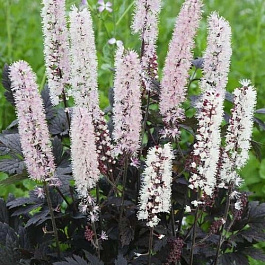 Клопогон ветвистый Чокохолик Клопогон ветвистый Чокохолик