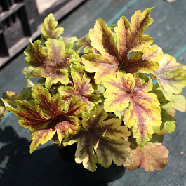 Гейхерелла  Голден Зебра