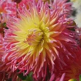 Георгина Fringed Star