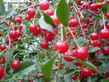 Вишня степная Желанная