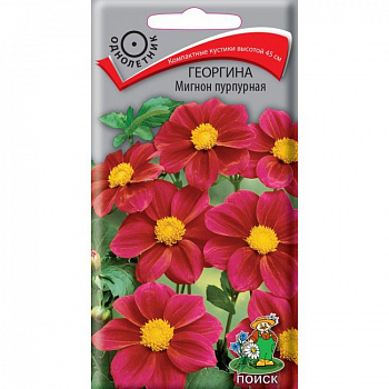 Георгина Мигнон пурпурная