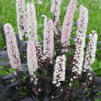 Клопогон ветвистый Чокохолик