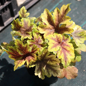 Гейхерелла  Голден Зебра