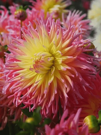 Георгина Fringed Star