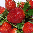 Земляника садовая Камароза