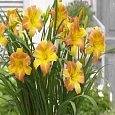 Лилейник EveryDaylily Punch Yellow