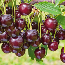 Вишня обыкновенная Ночка (Дюк)