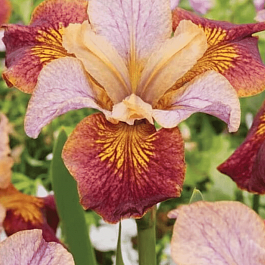 Ирис сибирский Paprikash