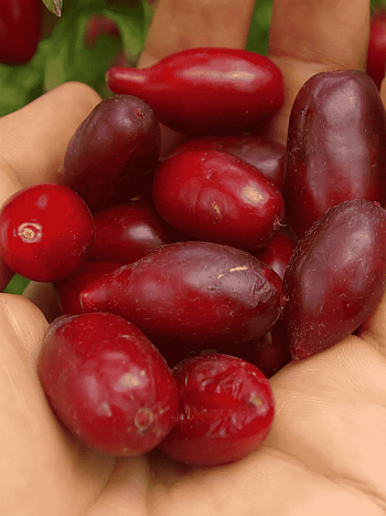 Кизил Плодовый Грушевидный