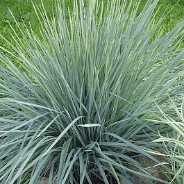 Элимус песчаный