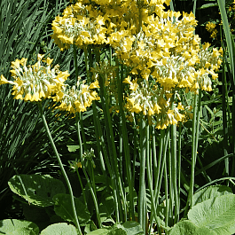 Примула Флоринды