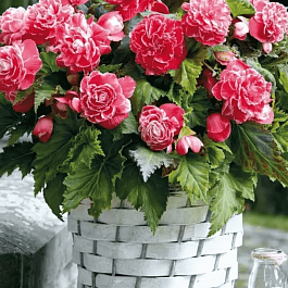 Бегония Camelia