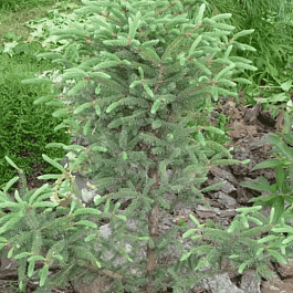 Ель чёрная Beissneri