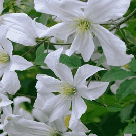 Клематис White Prince Charles